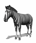 Das Zebra